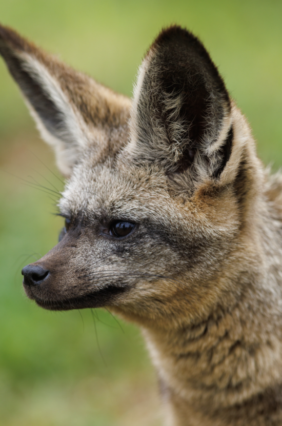 Bat Eared Fox